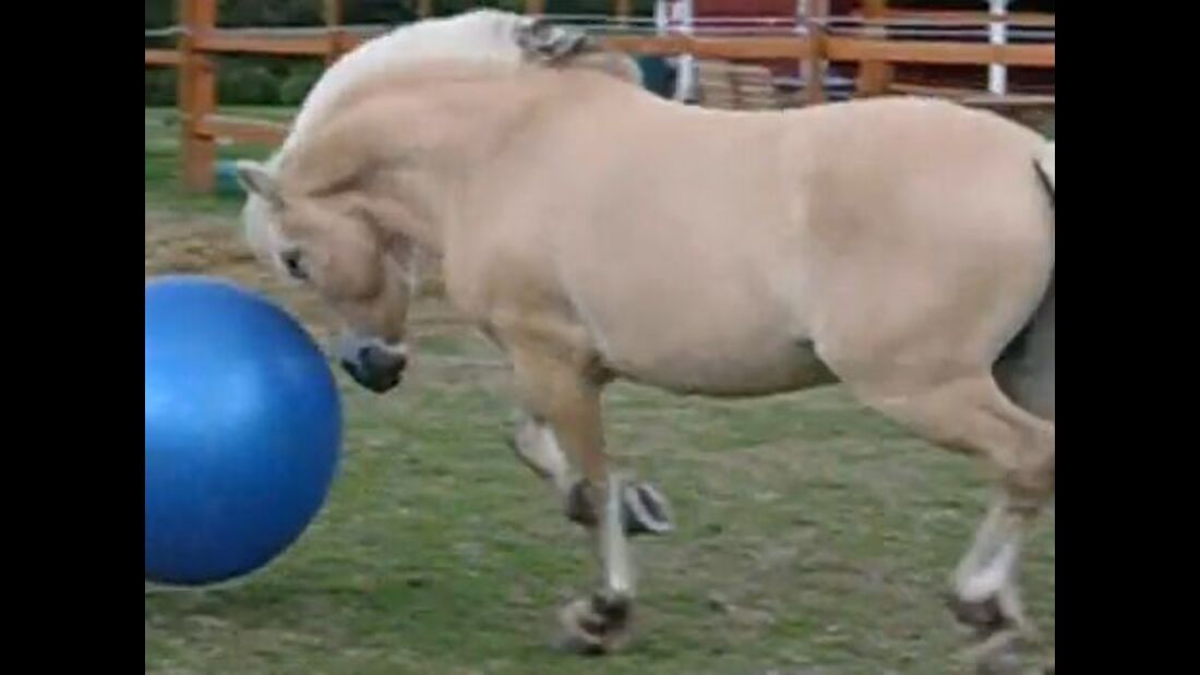 CAV Pferde spielen Ball Motiv 5