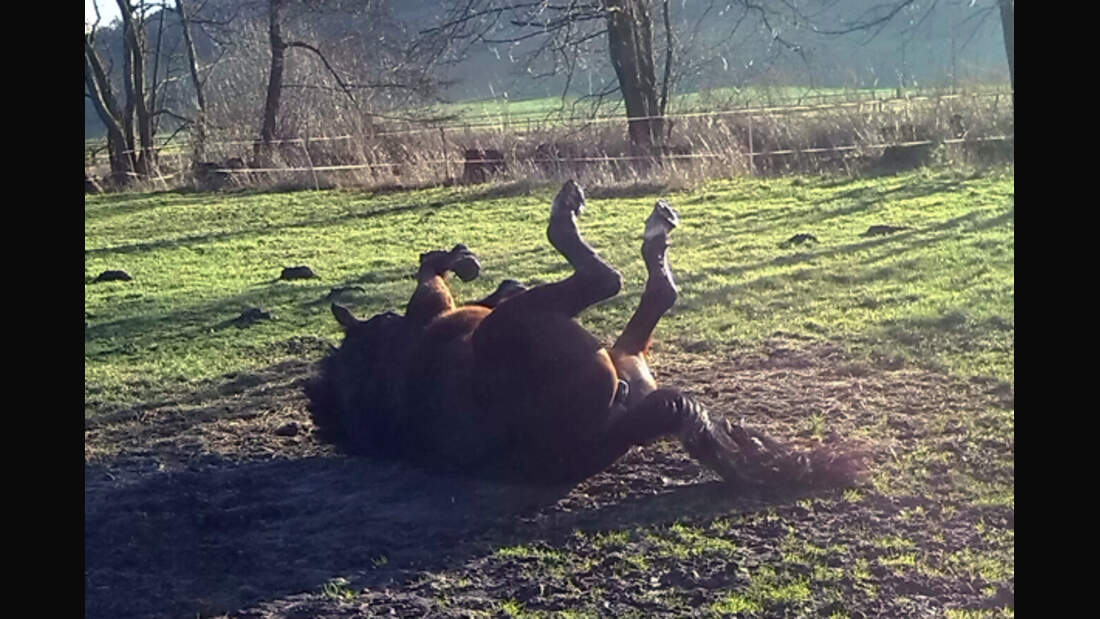 CAV Pferde wälzen Leserfotos 22