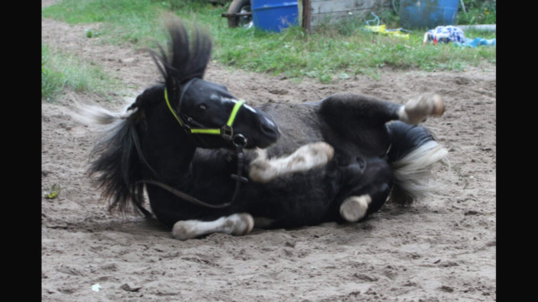 CAV Pferde wälzen Leserfotos 33