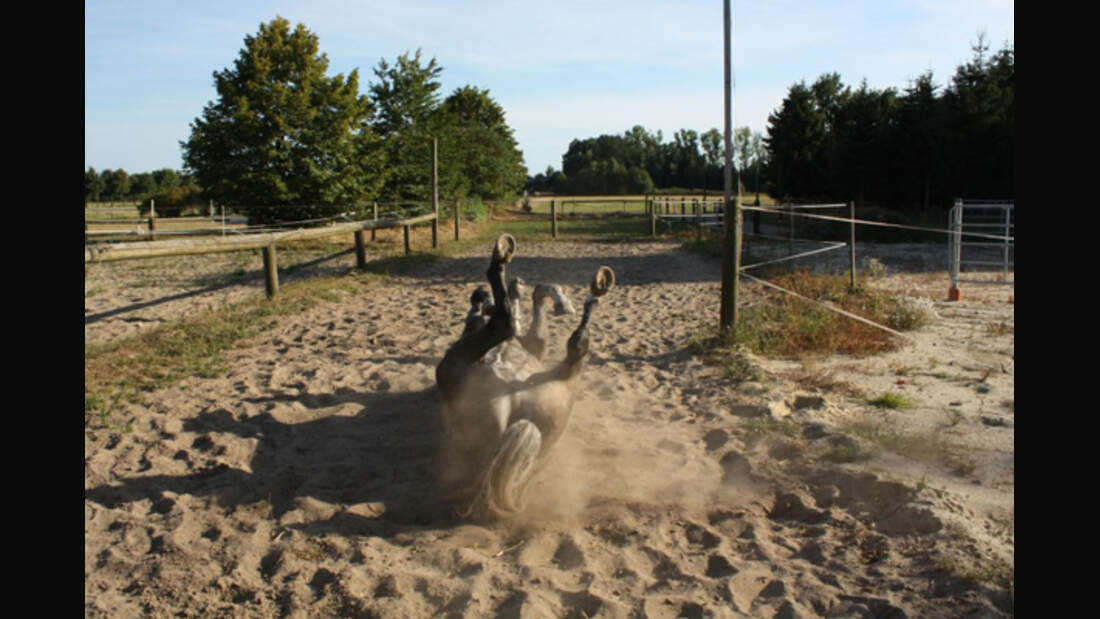 CAV Pferde wälzen Leserfotos 36