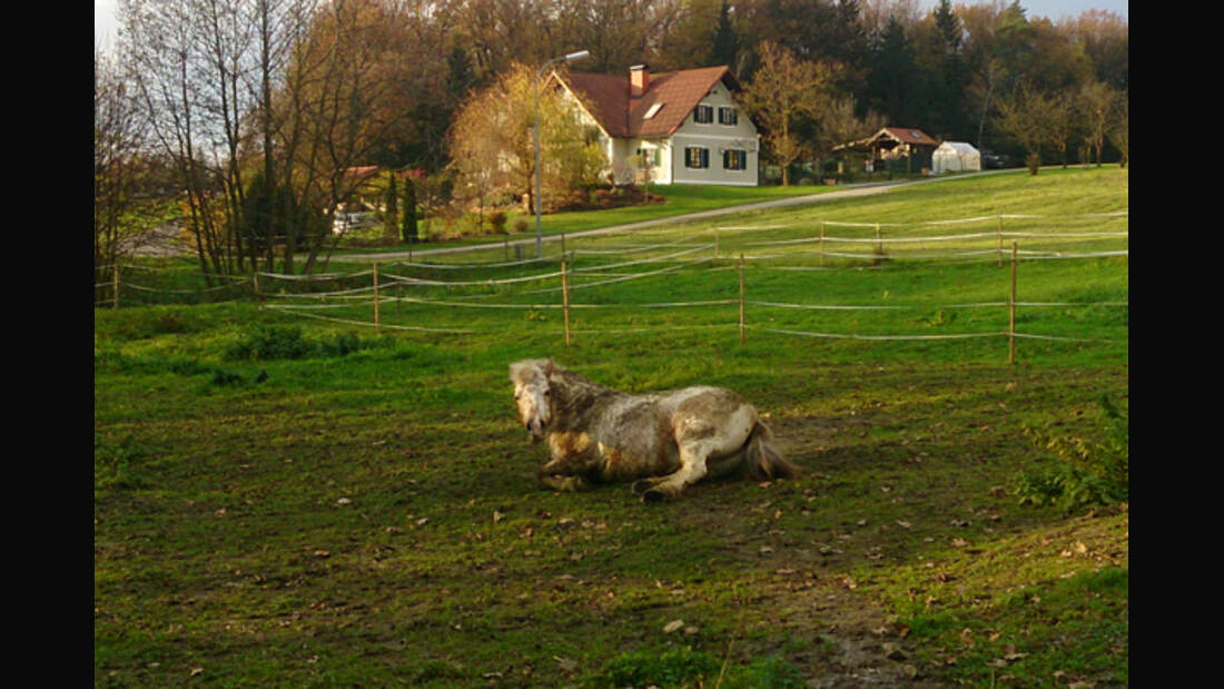 CAV Pferde wälzen Leserfotos 41