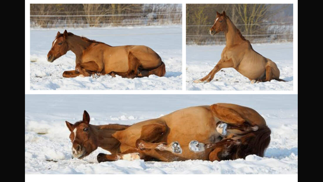 CAV Pferde wälzen Leserfotos 45