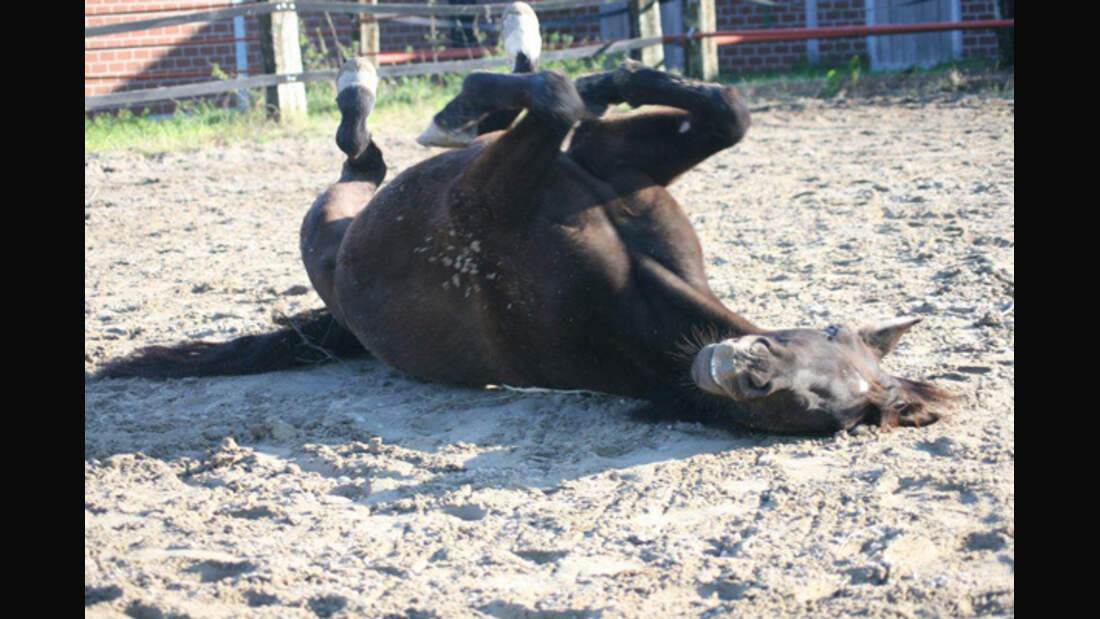 CAV Pferde wälzen Leserfotos 47