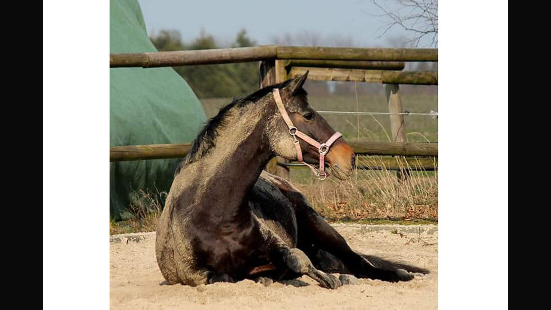 CAV Pferde wälzen Leserfotos Edda Wiebel