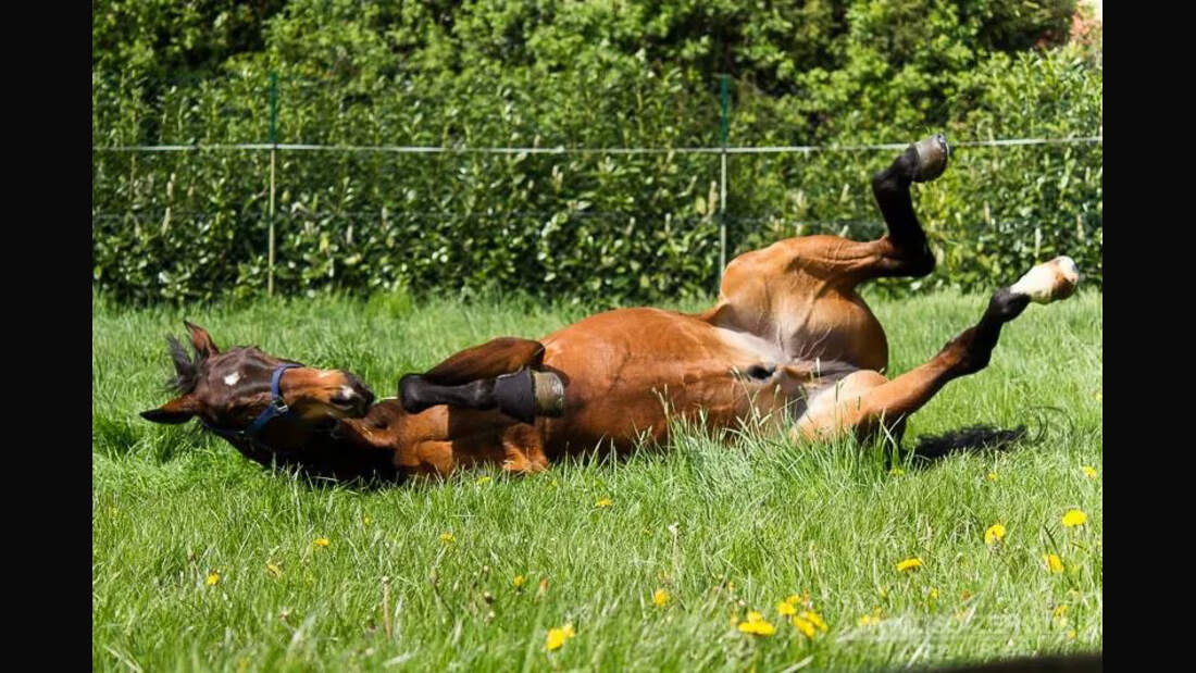 CAV-Pferde-wälzen-Leserfotos-Isabell-Kramer