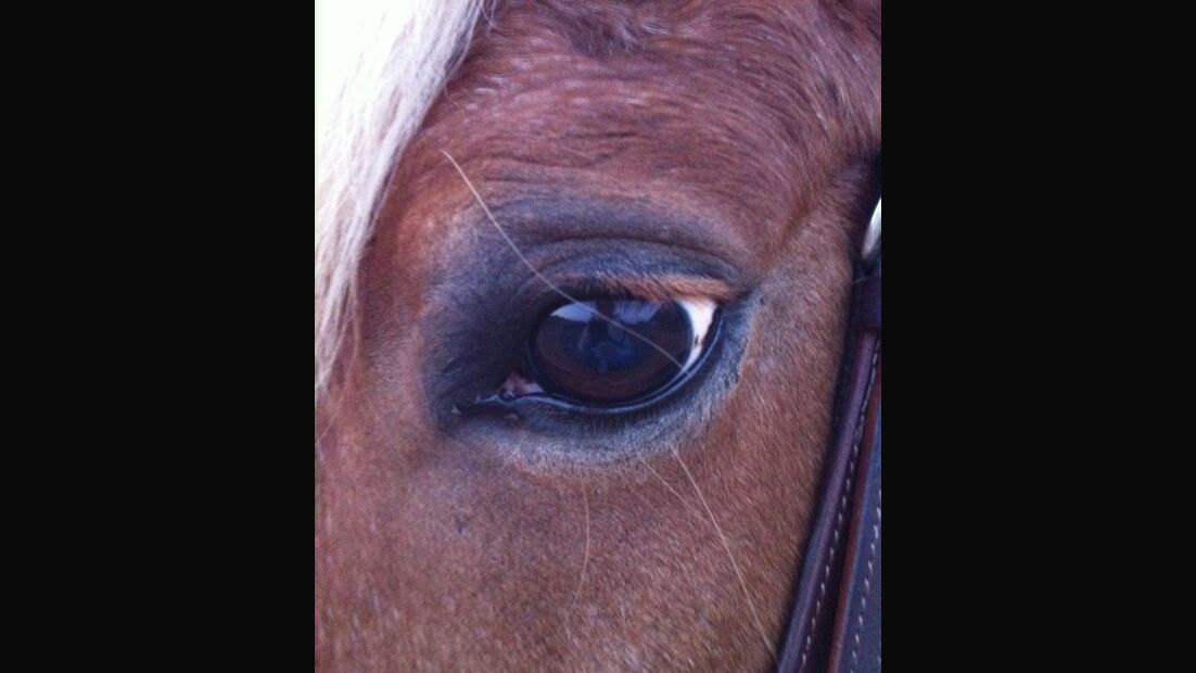 CAV Pferdeaugen Augen Araber MS_29