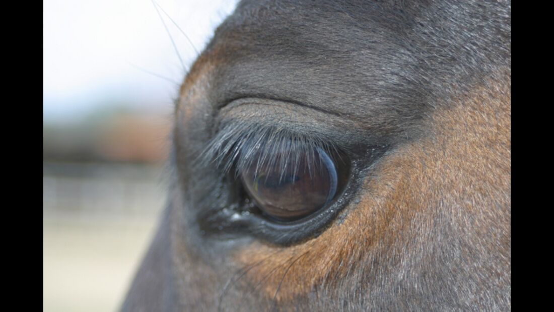 CAV Pferdeaugen Augen Casey Quarter Horse MS