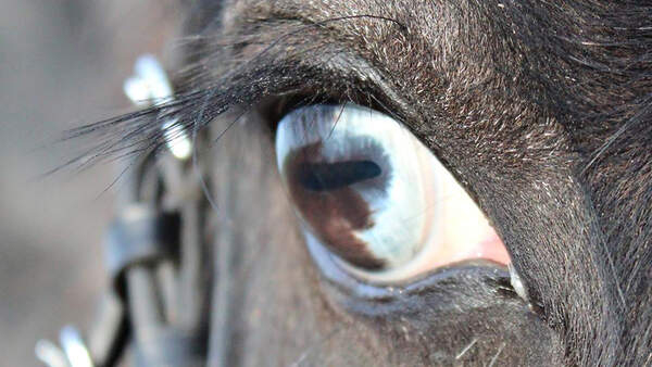 CAV Pferdeaugen Augen Denise Hoffmann