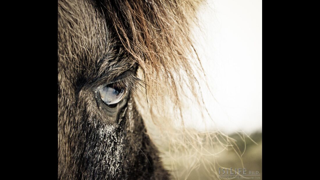 CAV Pferdeaugen Augen Isländer MS _07