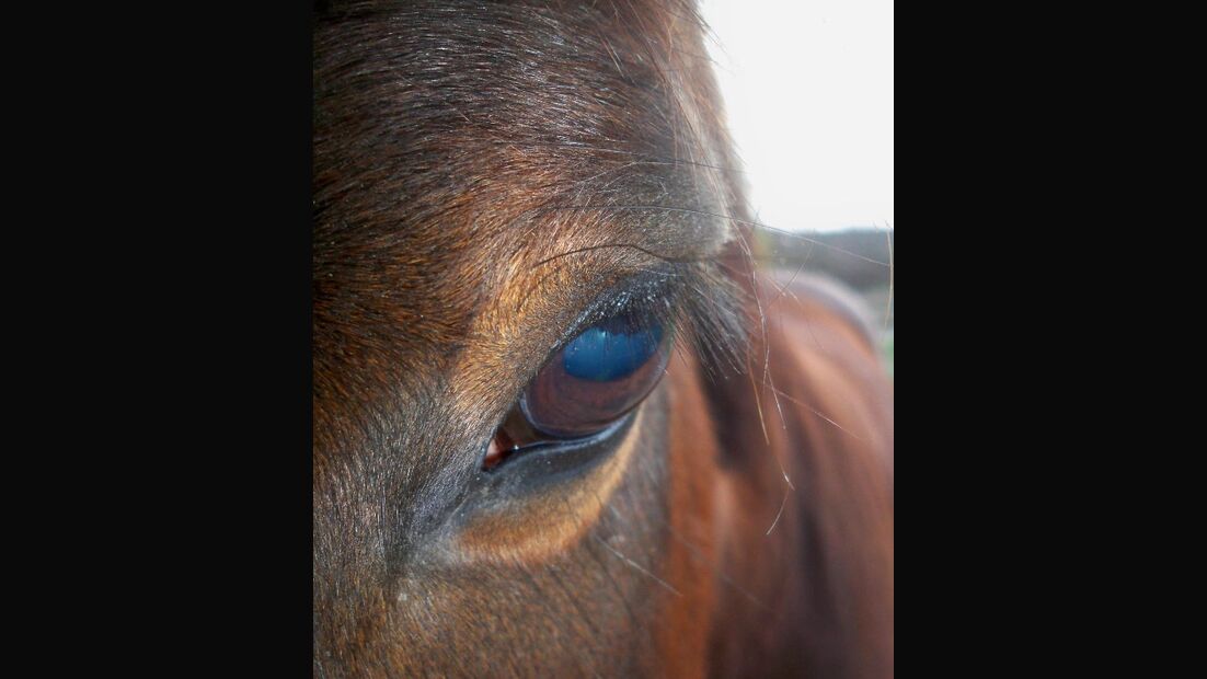 CAV Pferdeaugen Augen MS _10