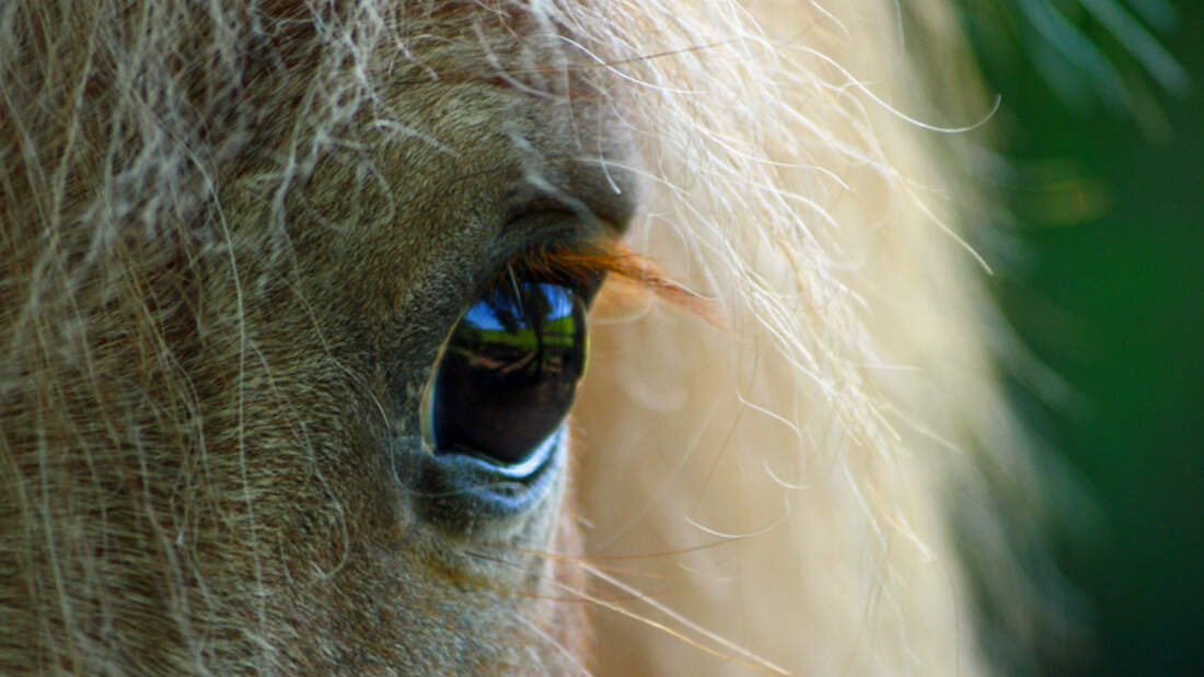 Gestresste Pferde blinzeln mehr cavallo.de