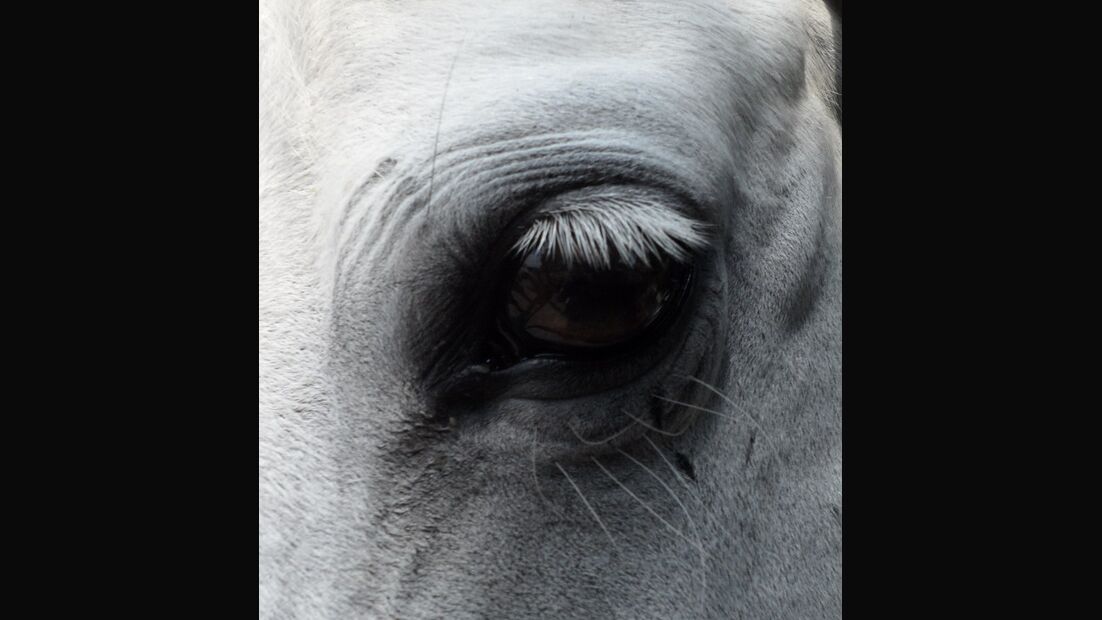 CAV Pferdeaugen Augen Welsh MS _23