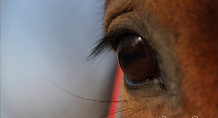 Was Verraten Pferdeaugen Uber Das Wesen Cavallo De