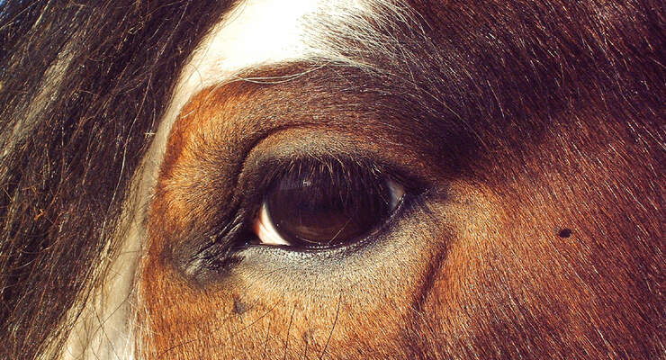 Gestresste Pferde Blinzeln Mehr Cavallo De