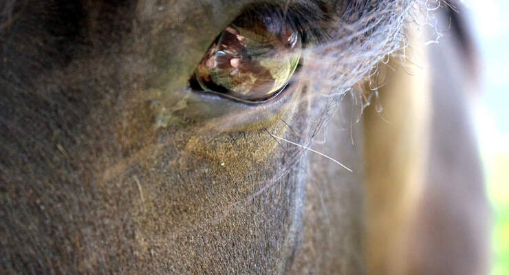 Hornhaut Geschwure Erkennen Cavallo De