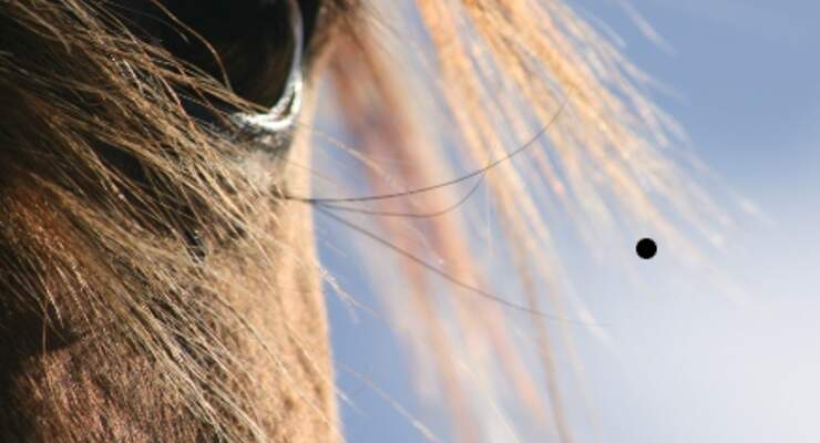 Was Verraten Pferdeaugen Uber Das Wesen Cavallo De