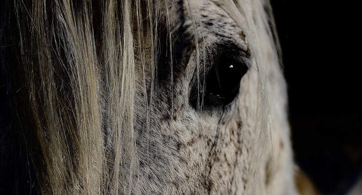 Hornhaut Geschwure Erkennen Cavallo De