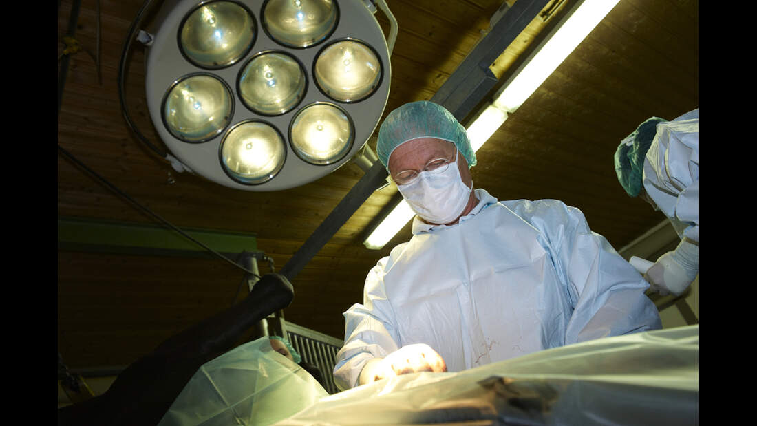CAV Pferdeklinik Klinik Op Boening Kehlkopf