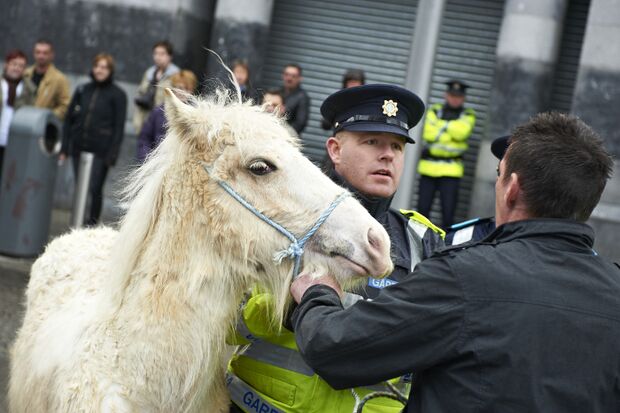 CAV Pferdemarkt Dublin