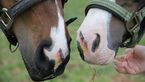CAV Pferdenasen Nüstern Leserfotos 44 Mandy Salat