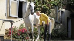 CAV Pferdepflege Pflege Putzen Schimmel