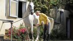 CAV Pferdepflege Pflege Putzen Schimmel