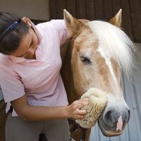 CAV Pferdepflege Pflege Putzen