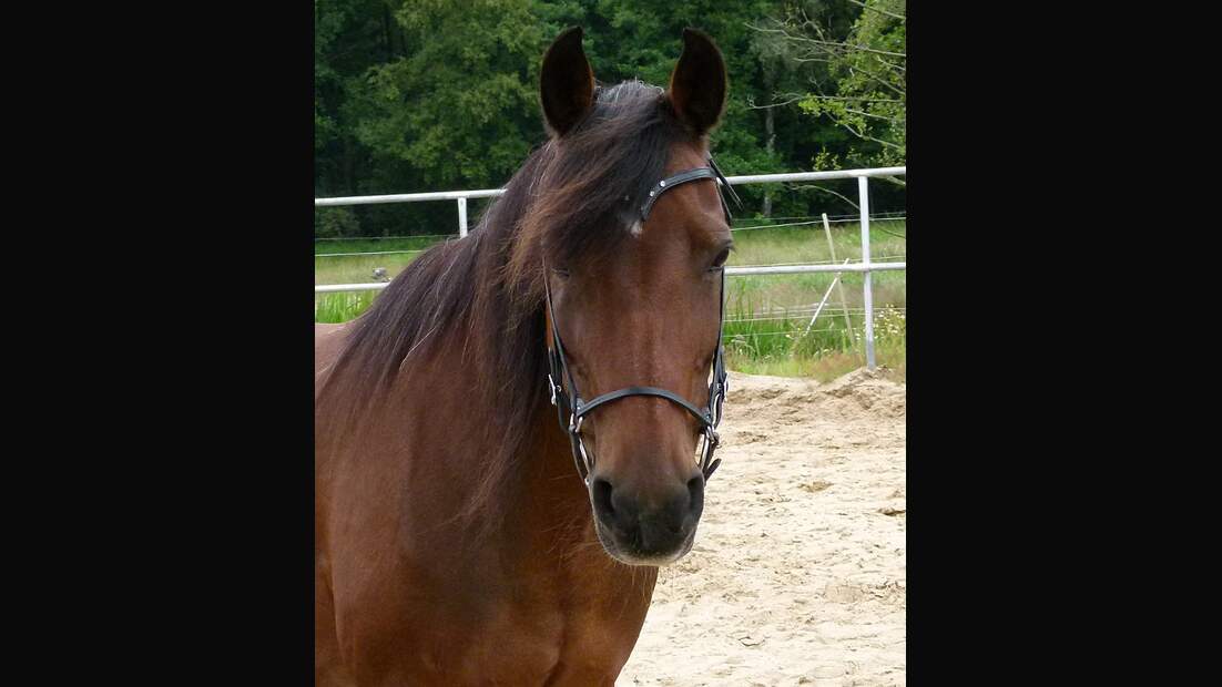 CAV Pferdesenioren Jenny Stute 25 MS