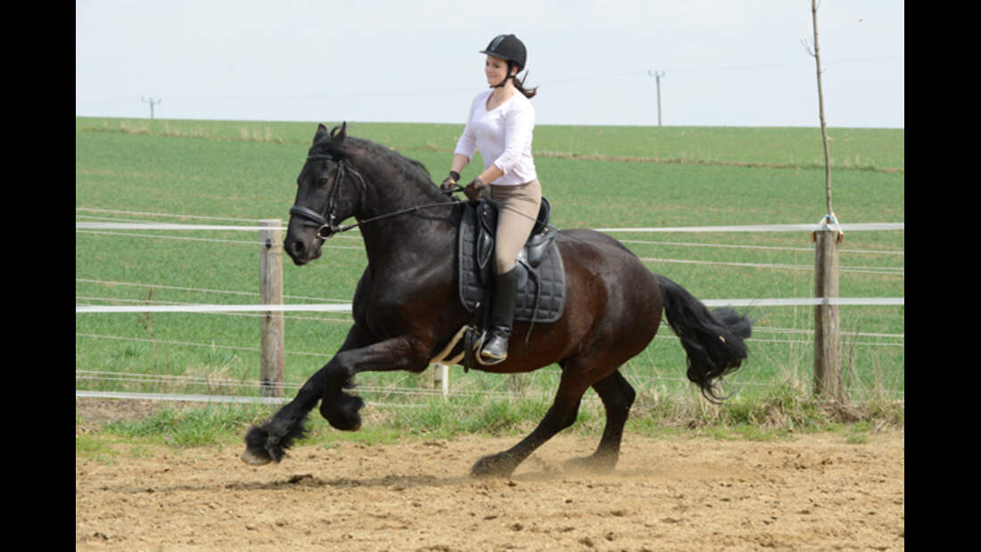 CAV Pferdetausch 4