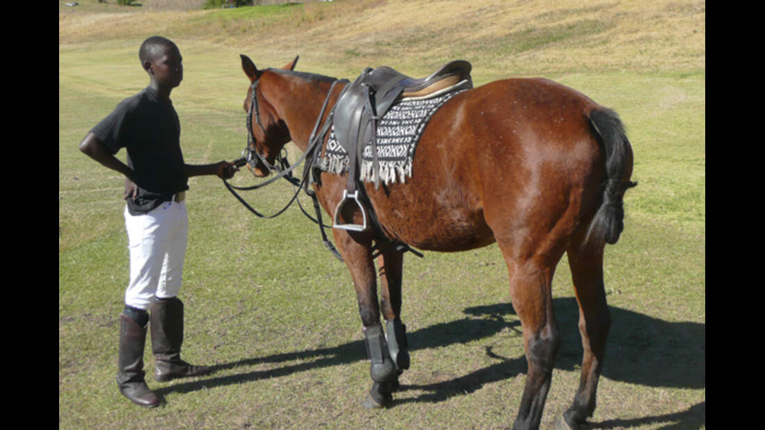 CAV Polo Afrika 6