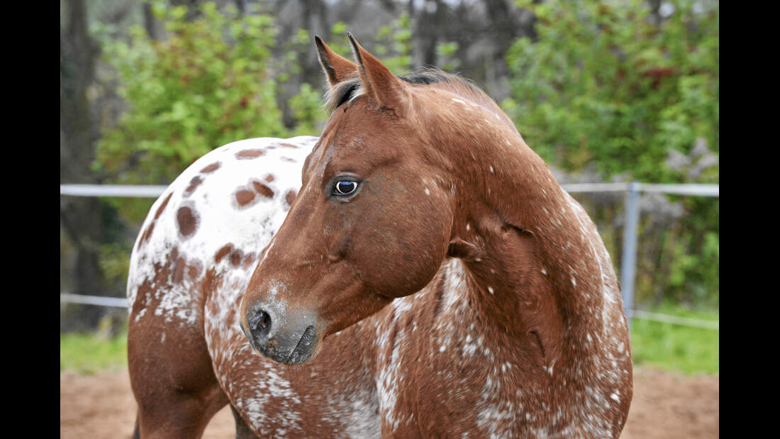CAV Pony of the Americas POAs