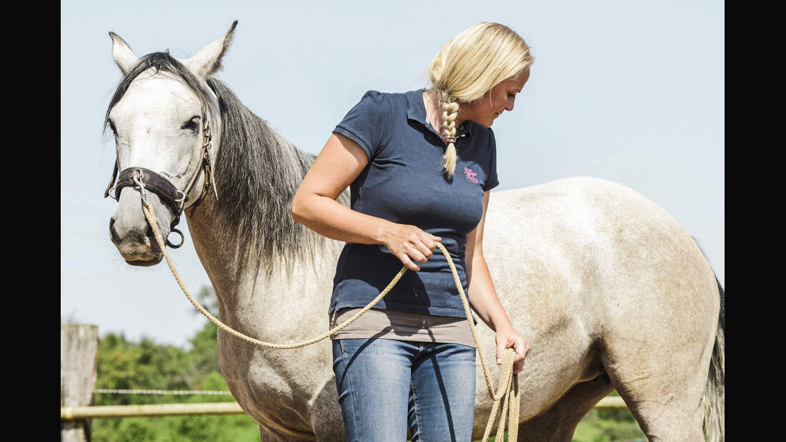 Er sucht sie cavallo