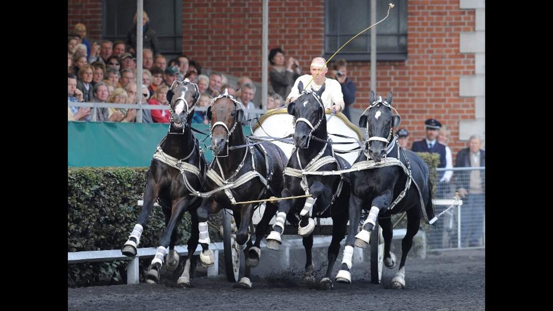 CAV Quadriga Celle Kutsche Rappen Gespann