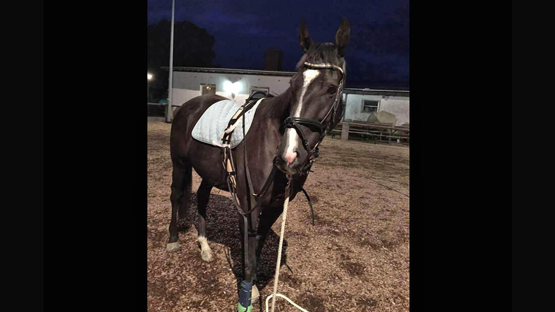 CAV Rassen die Leser reiten Leserfotos Anita Hölzemer