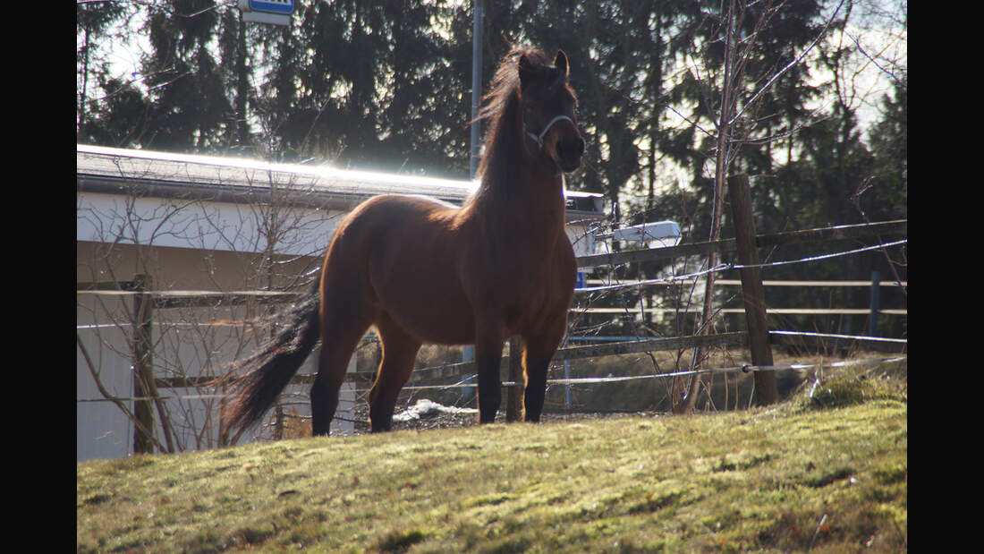 CAV Rassen die Leser reiten Leserfotos Anja Bruns