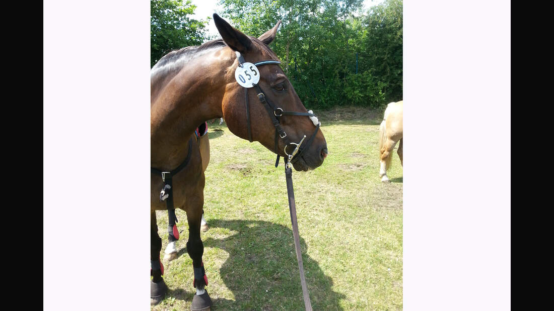 CAV Rassen die Leser reiten Leserfotos Christyn Stepper