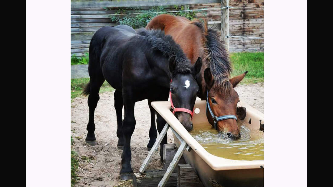 CAV Rassen die Leser reiten Leserfotos Eileen Brock