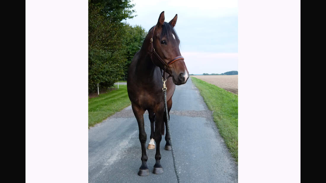 CAV Rassen die Leser reiten Leserfotos Friederike Meyer