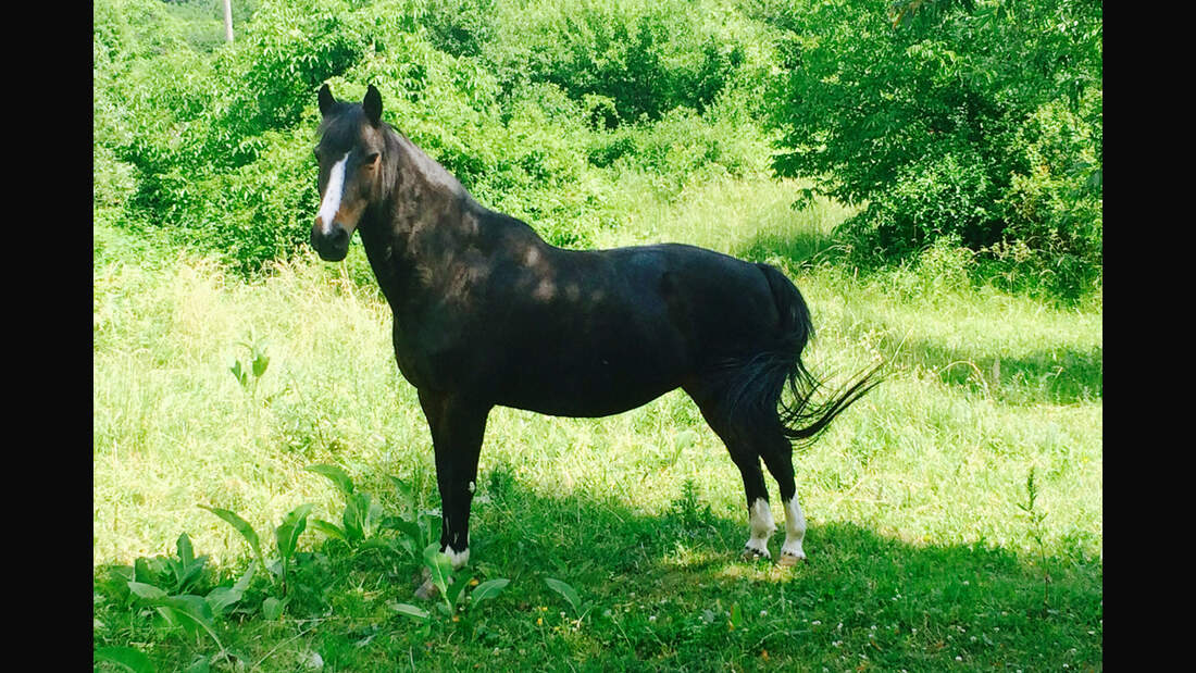 CAV Rassen die Leser reiten Leserfotos Kathrin Makovich