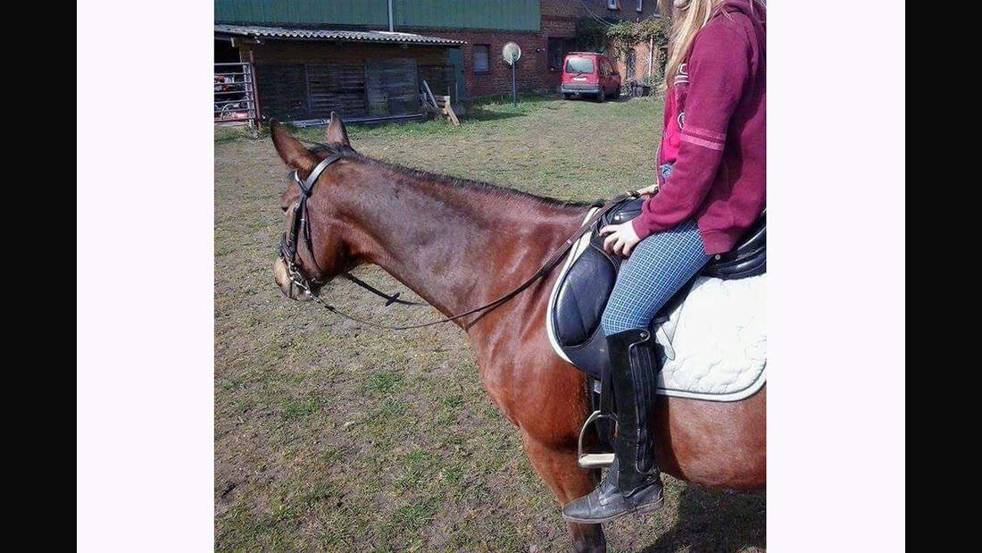 CAV Rassen die Leser reiten Leserfotos Lara Kuschel