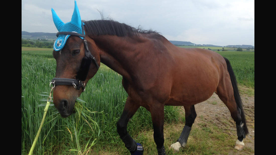 CAV Rassen die Leser reiten Leserfotos Martina Beer