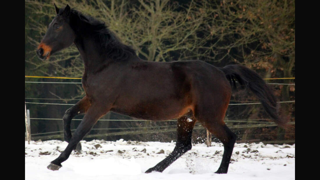 CAV Rassen die Leser reiten Leserfotos Sabrina Eckel