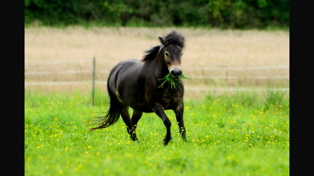 CAV Rassen die Leser reiten Leserfotos Urte Biallas