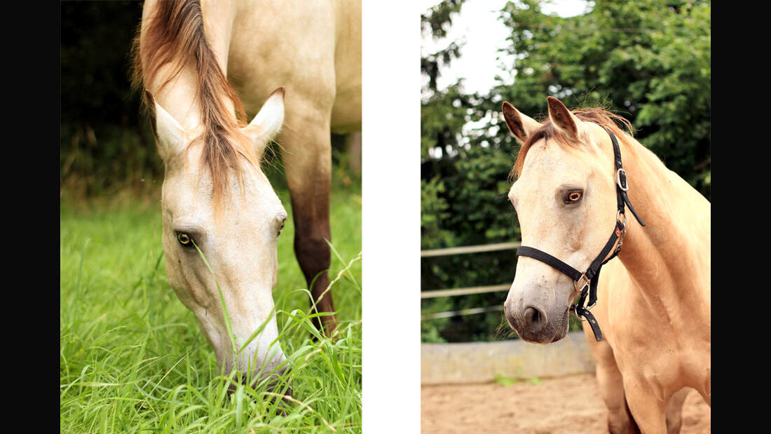 CAV Rassen die Leser reiten Veronika Kraus