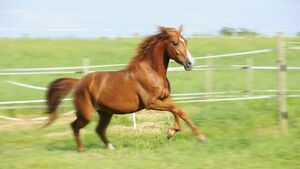 CAV Recht für Reiter Pferderecht