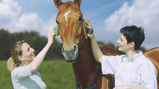 CAV Reitbeteiligung auf Schulpferden