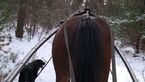 CAV Reiten im Winter Pferde im Winter