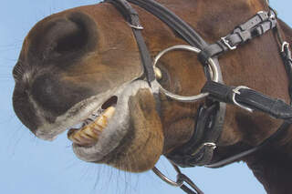 CAV Reithalfter Bild 1