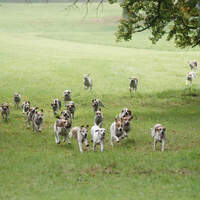 CAV Reitjagd Herrenchiemsee 05 (jpg)