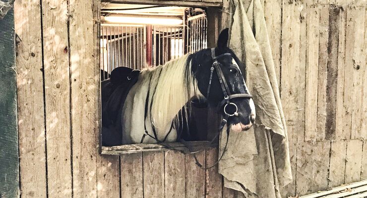 Reitschul Test Reiten In Aachen Cavallo De